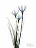 White Rain Lily Poster Print by Albert Koetsier - Item # VARPDXAKRC043A