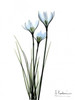 White Rain Lily Poster Print by Albert Koetsier - Item # VARPDXAKRC043A