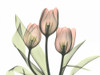 Pink Tulip Bunch Poster Print by Albert Koetsier - Item # VARPDXAKRC053