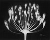Lily of the Nile Poster Print by Albert Koetsier - Item # VARPDXAKRC059