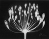 Lily of the Nile Poster Print by Albert Koetsier - Item # VARPDXAKRC059