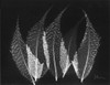 Japanese Ferns Close Up on Black Poster Print by Albert Koetsier - Item # VARPDXAKRC061