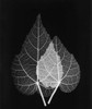 Sage Pair Close Up on Black Poster Print by Albert Koetsier - Item # VARPDXAKRC069A