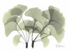 Ginkgo in Green Poster Print by Albert Koetsier