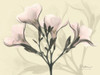 Oleander in Pink on Beige Poster Print by Albert Koetsier - Item # VARPDXAKRC089A
