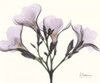 Oleander in Purple Poster Print by Albert Koetsier - Item # VARPDXAKRC089D