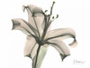 Lily in Pink Poster Print by Albert Koetsier - Item # VARPDXAKRC090
