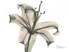 Lily in Pink Poster Print by Albert Koetsier - Item # VARPDXAKRC090