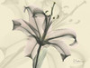 Lily in Pink on Beige Poster Print by Albert Koetsier - Item # VARPDXAKRC090A