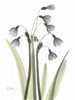 Snow Drop in Color Poster Print by Albert Koetsier - Item # VARPDXAKRC092