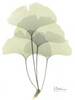 Gingko in Pale Green Poster Print by Albert Koetsier