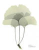 Gingko in Pale Green 3 Poster Print by Albert Koetsier - Item # VARPDXAKRC095