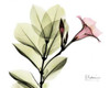 Pink Mandelila Poster Print by Albert Koetsier - Item # VARPDXAKRC107A