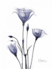 Gentian in Purple Poster Print by Albert Koetsier - Item # VARPDXAKRC119