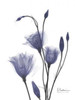 Gentian in Purple 2 Poster Print by Albert Koetsier - Item # VARPDXAKRC119A