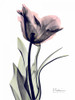 Single Tulip in Color Poster Print by Albert Koetsier - Item # VARPDXAKRC121A