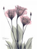 Three Gentian in Color Poster Print by Albert Koetsier - Item # VARPDXAKRC122A