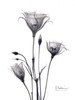 Bouquet of Gentian in BandW Poster Print by Albert Koetsier - Item # VARPDXAKRC123A
