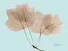 Tulip Tree in Brown on Blue Poster Print by Albert Koetsier - Item # VARPDXAKRC124A