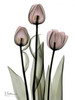 Early Tulips in Pink Poster Print by Albert Koetsier - Item # VARPDXAKRC128