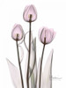 Early Tulips in Lavender Poster Print by Albert Koetsier - Item # VARPDXAKRC129
