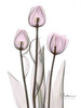 Early Tulips in Lavender Poster Print by Albert Koetsier - Item # VARPDXAKRC129