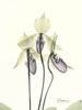 Lovely Orchids Poster Print by Albert Koetsier