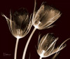 Tulips Brown on Red Poster Print by Albert Koetsier - Item # VARPDXAKRC136A