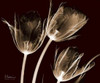 Tulips Brown on Red Poster Print by Albert Koetsier - Item # VARPDXAKRC136A