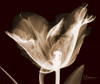 Single Tulip Brown on Red Poster Print by Albert Koetsier - Item # VARPDXAKRC136B