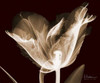 Single Tulip Brown on Red Poster Print by Albert Koetsier - Item # VARPDXAKRC136B