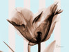 Single Tulip Brown on Blue Poster Print by Albert Koetsier