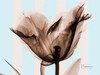 Single Tulip Brown on Blue Poster Print by Albert Koetsier