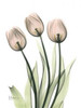 Three Pale Pink Tulips Poster Print by Albert Koetsier - Item # VARPDXAKRC146
