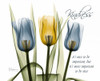 Tulip - Kindness Poster Print by Albert Koetsier - Item # VARPDXAKRC160A