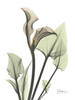 Calla Lily in Green Poster Print by Albert Koetsier