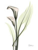 Calla - Marjorie Poster Print by Albert Koetsier