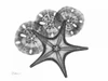 Starfish and Sand Dollar Poster Print by Albert Koetsier