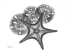 Starfish and Sand Dollar Poster Print by Albert Koetsier