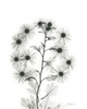 Chrysanthemum Bouquet Poster Print by Albert Koetsier