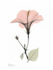 Pink Hibiscus Poster Print by Albert Koetsier - Item # VARPDXAKRC242