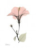 Pink Hibiscus Poster Print by Albert Koetsier - Item # VARPDXAKRC242