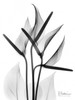 Anthurium in BandW Poster Print by Albert Koetsier - Item # VARPDXAKRC244
