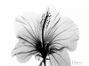 Hibiscus in BandW Poster Print by Albert Koetsier - Item # VARPDXAKRC269