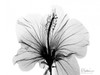 Hibiscus in BandW Poster Print by Albert Koetsier - Item # VARPDXAKRC269