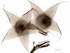 Stapelia in Brown Poster Print by Albert Koetsier - Item # VARPDXAKRC274