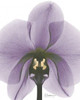 Purple Orchid A29 Poster Print by Albert Koetsier - Item # VARPDXAKRC554B