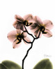 Orchid Trio Poster Print by Albert Koetsier