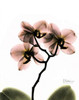 Orchid Trio Poster Print by Albert Koetsier