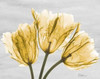 Sunny Trio Tulips Poster Print by Albert Koetsier - Item # VARPDXAKRC564A